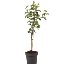 Æbletræ - Malus domestica 'Elstar' - Højde 90-100cm - ⌀21cm
