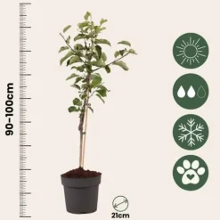 Æbletræ - Malus domestica 'Elstar' - Højde 90-100cm - ⌀21cm
