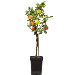 Æbletræ - Sæt med 1 - Malus - Højde 60-70cm - ⌀17cm