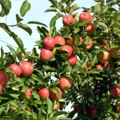 Æbletræ - Sæt med 3 - Malus - Højde 60-70cm - ⌀9cm