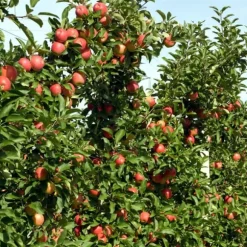 Æbletræ - Sæt med 6 - Malus - Højde 60-70cm - ⌀9cm
