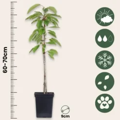 Æbletræ - Sæt med 6 - Malus - Højde 60-70cm - ⌀9cm