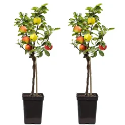 Æbletræ - Sæt med 2 - Malus - Højde 60-70cm - ⌀17cm