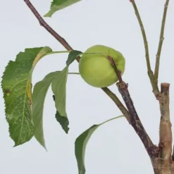 Æbletræ - Sæt med 2 - Malus - Højde 60-70cm - ⌀17cm