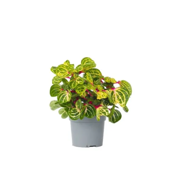 Blodblad - Iresine herbstii - Højde 20-30cm - ⌀13cm
