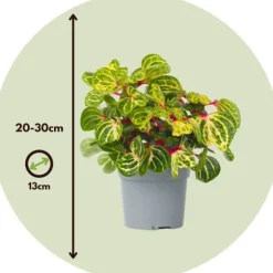 Blodblad - Iresine herbstii - Højde 20-30cm - ⌀13cm