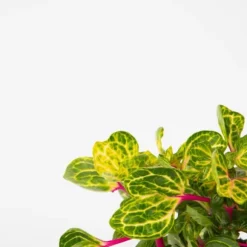 Blodblad - Iresine herbstii - Højde 20-30cm - ⌀13cm