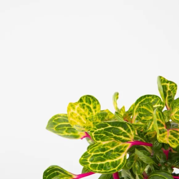 Blodblad - Iresine herbstii - Højde 20-30cm - ⌀13cm