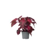 Blodblad - Iresine herbstii - Højde 20-30cm - ⌀13cm