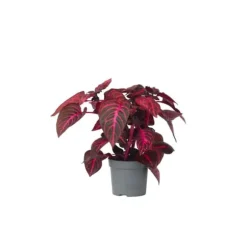 Blodblad - Iresine herbstii - Højde 20-30cm - ⌀13cm