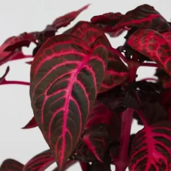 Blodblad - Iresine herbstii - Højde 20-30cm - ⌀13cm