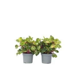 Blodblad - Sæt med 2 - Iresine herbstii - Højde 20-30cm - ⌀13cm