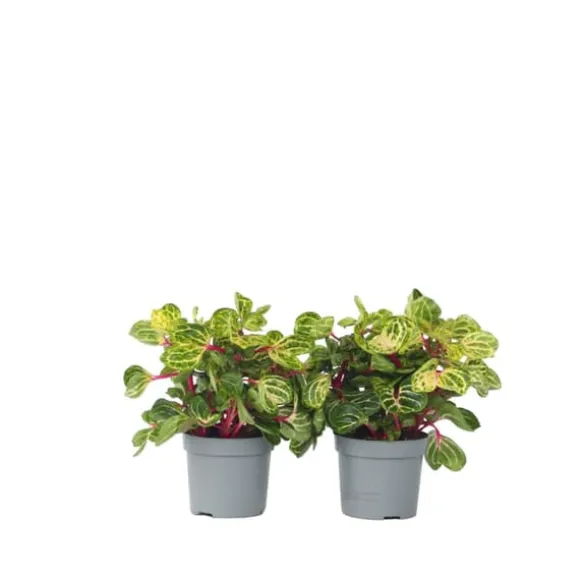 Blodblad - Sæt med 2 - Iresine herbstii - Højde 20-30cm - ⌀13cm