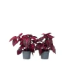 Blodblad - Sæt med 2 - Iresine herbstii - Højde 20-30cm - ⌀13cm