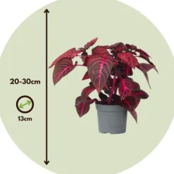 Blodblad - Sæt med 2 - Iresine herbstii - Højde 20-30cm - ⌀13cm