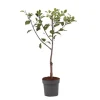 Blommetræ - Prunus domestica 'Opal' - Højde 90-100cm - ⌀21cm