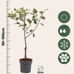 Blommetræ - Prunus domestica 'Opal' - Højde 90-100cm - ⌀21cm