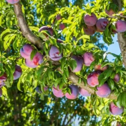 Blommetræ - Prunus domestica 'Opal' - Højde 90-100cm - ⌀21cm