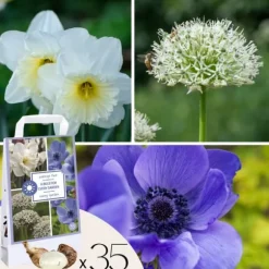 Blomsterløg - 35 stk - Sunny Garden Box - Anemone, Allium, Påskelilje
