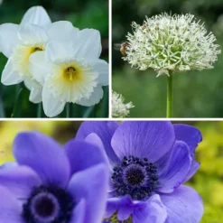 Blomsterløg - 35 stk - Sunny Garden Box - Anemone, Allium, Påskelilje