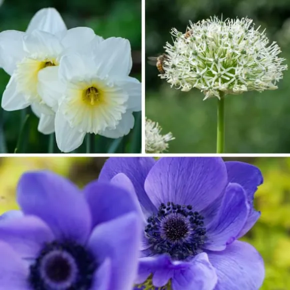 Blomsterløg - 35 stk - Sunny Garden Box - Anemone, Allium, Påskelilje
