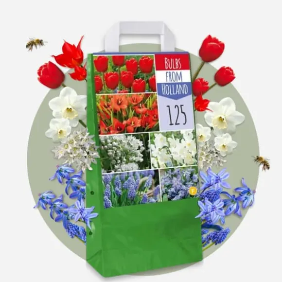 Blomsterløg fra Holland - Sæt med 125 - Flerfarvet