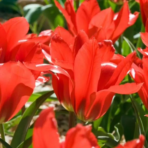 Blomsterløg fra Holland - Sæt med 125 - Flerfarvet