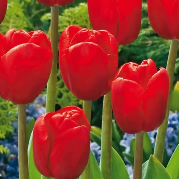 Blomsterløg fra Holland - Sæt med 125 - Flerfarvet