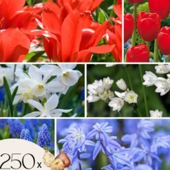 Blomsterløg fra Holland - Sæt med 250 - Flerfarvet