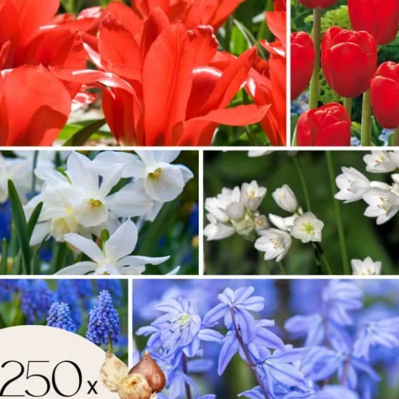 Blomsterløg fra Holland - Sæt med 250 - Flerfarvet