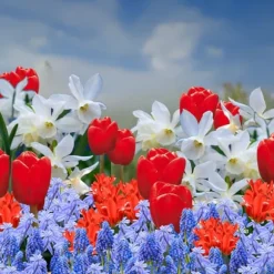Blomsterløg fra Holland - Sæt med 250 - Flerfarvet