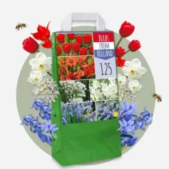 Blomsterløg fra Holland - Sæt med 250 - Flerfarvet