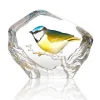 Blue Tit - Målerås