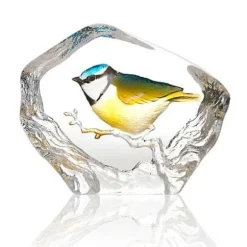 Blue Tit - Målerås