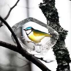 Blue Tit - Målerås