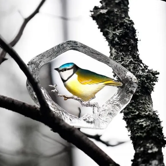 Blue Tit - Målerås