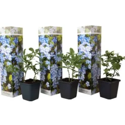 Blyrod - Sæt med 3 - Plumbago auriculata - Højde 25-40cm - ⌀9cm