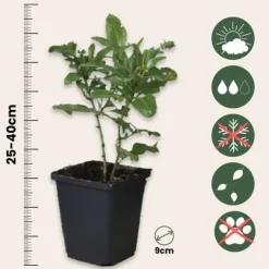 Blyrod - Sæt med 3 - Plumbago auriculata - Højde 25-40cm - ⌀9cm