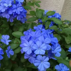 Blyrod - Sæt med 3 - Plumbago auriculata - Højde 25-40cm - ⌀9cm