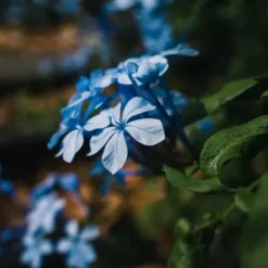 Blyrod - Sæt med 3 - Plumbago auriculata - Højde 25-40cm - ⌀9cm