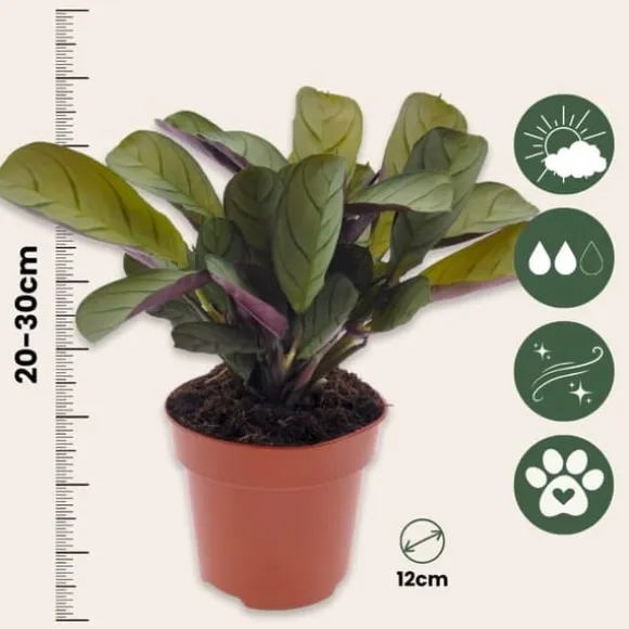 Bønneplante - Ctenanthe 'Amagris' - Højde 20-30cm - ⌀12cm