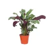 Bønneplante - Ctenanthe 'burle-marxii' - Højde 25-40cm - ⌀12cm