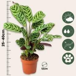 Bønneplante - Ctenanthe 'burle-marxii' - Højde 25-40cm - ⌀12cm