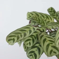 Bønneplante - Ctenanthe 'burle-marxii' - Højde 30-40cm - ⌀14cm