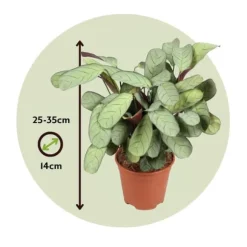 Bønneplante - Ctenanthe burle-marxii 'Amagris' - Højde 25-35cm - ⌀14cm