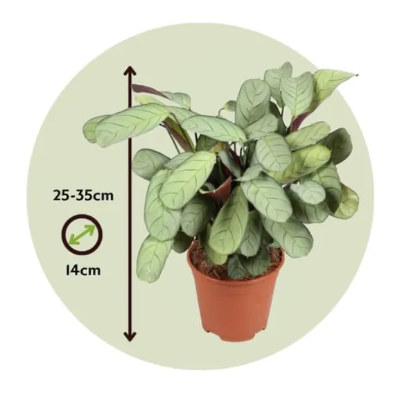 Bønneplante - Ctenanthe burle-marxii 'Amagris' - Højde 25-35cm - ⌀14cm