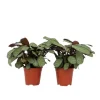 Bønneplante - Sæt 2 - Ctenanthe Burle-Marxii 'Amagris' - Højde 25-35cm - ⌀14cm