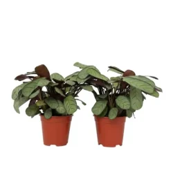 Bønneplante - Sæt 2 - Ctenanthe Burle-Marxii 'Amagris' - Højde 25-35cm - ⌀14cm