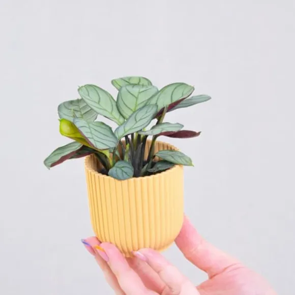 Bønneplante - Sæt 2 - Ctenanthe Burle-Marxii 'Amagris' - Højde 25-35cm - ⌀14cm