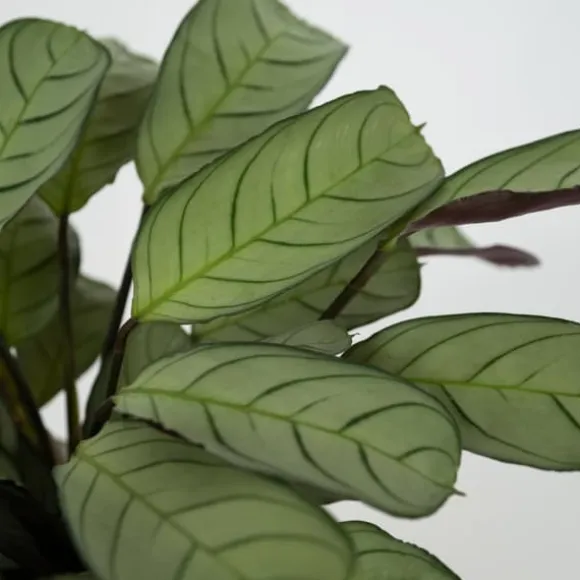 Bønneplante - Sæt 2 - Ctenanthe Burle-Marxii 'Amagris' - Højde 25-35cm - ⌀14cm